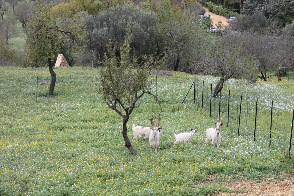 B&B Nettuno סן לאונה מראה חיצוני תמונה