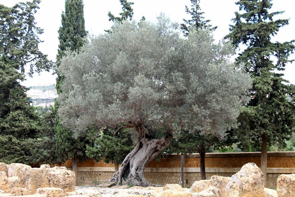 B&B Nettuno סן לאונה מראה חיצוני תמונה